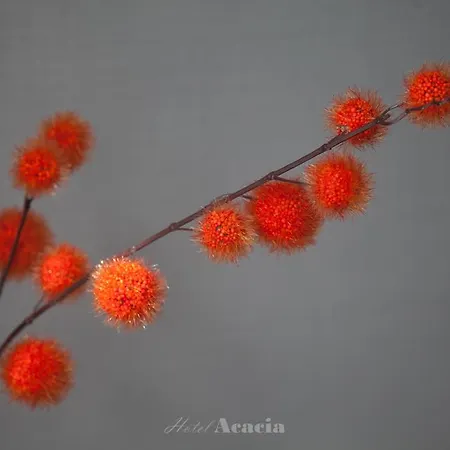 Acacia فندق 2*